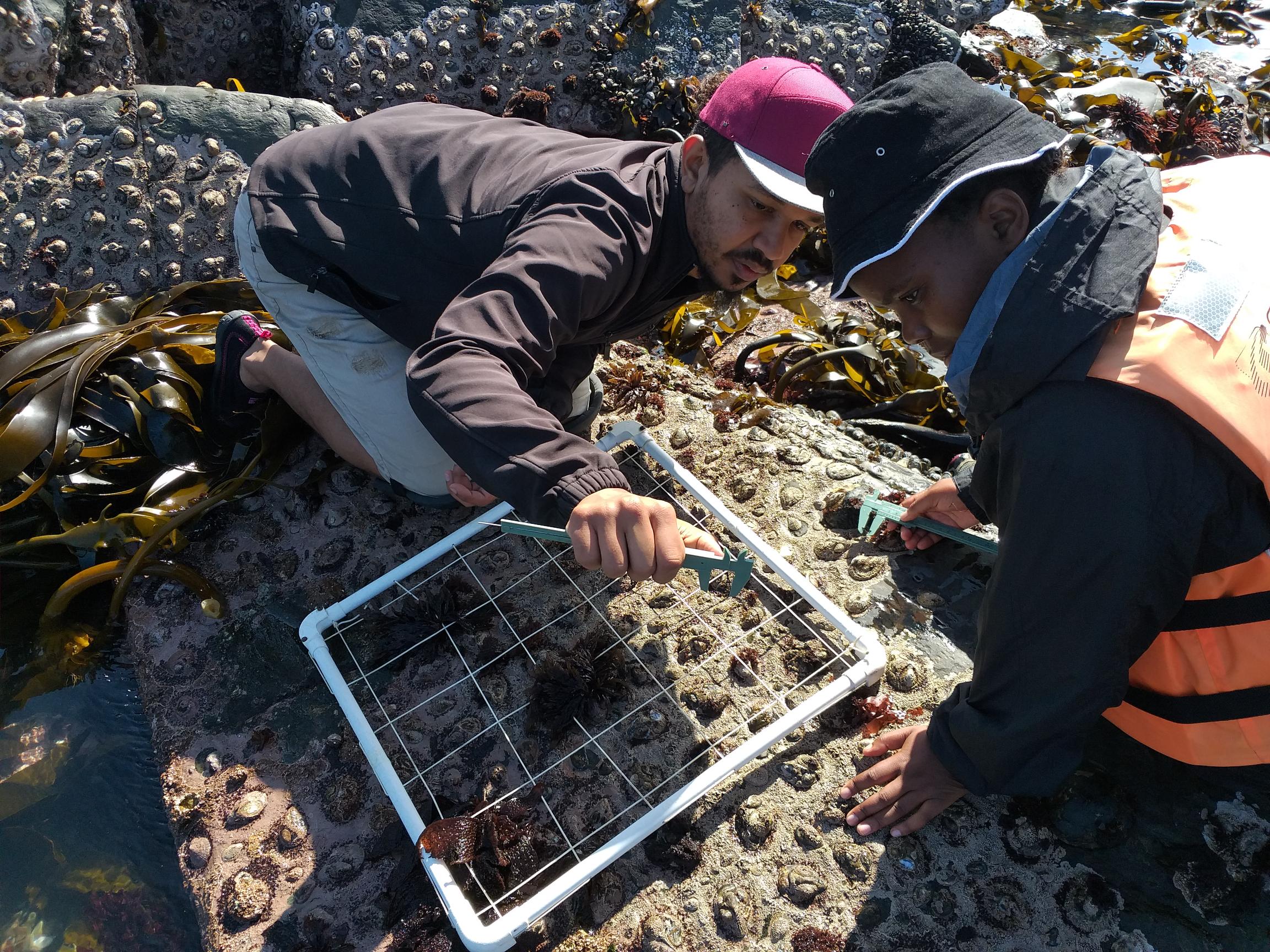 Intertidal zone monitoring, Ganzekraal Conservation Area: credit Natalie Hayward, CapeNature