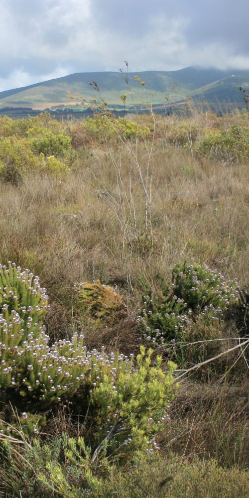 The Dassenberg climate corridor containing highly-threatened and poorly-conserved lowland and coastal habitats ; photo credit Sheila Henning, CapeNature