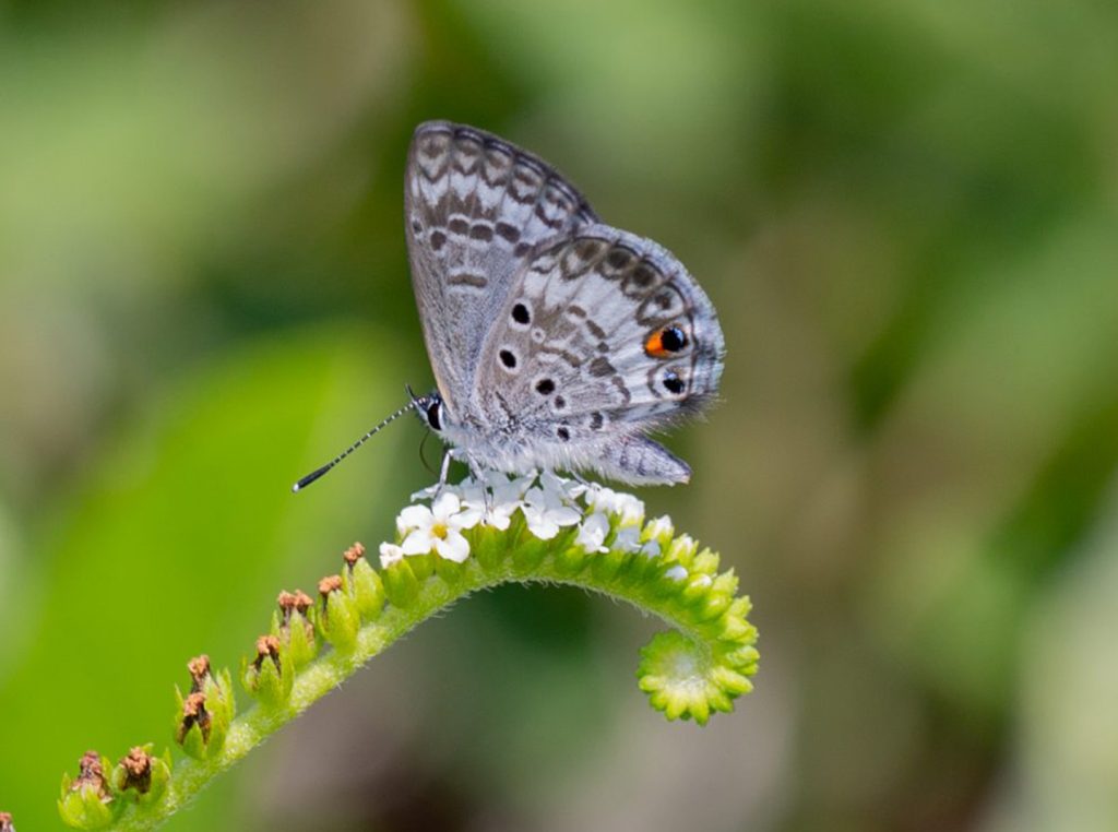 Preserving butterflies with The Florida Museum of Natural History The