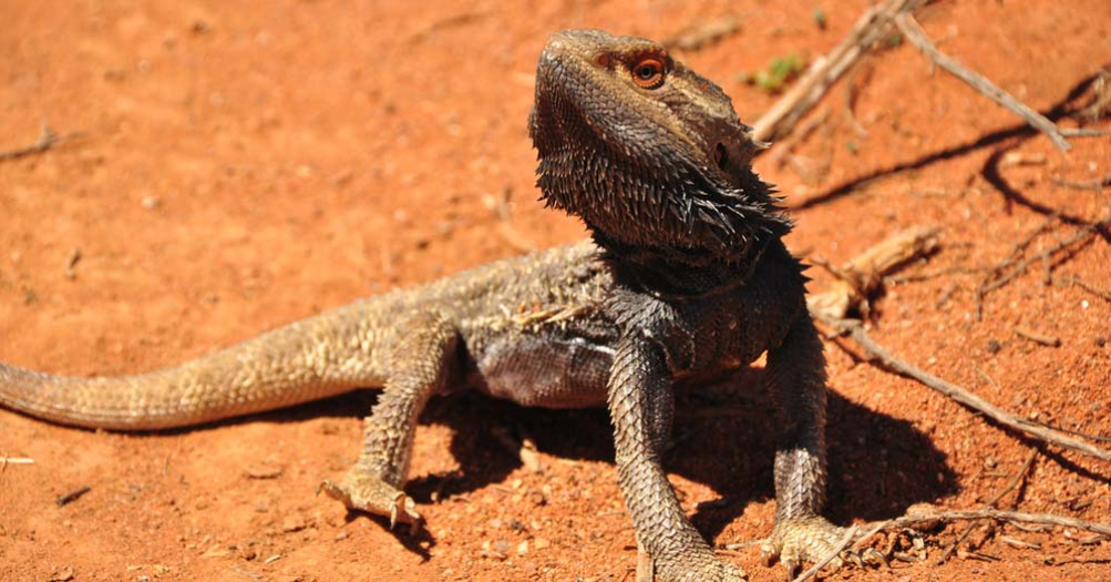 Bearded Dragons - Bush Heritage Australia