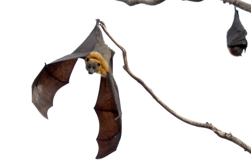 Adopting the Conservation Standards to save bats - The Open Standards ...